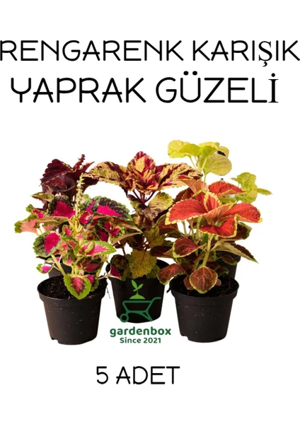 Garden Box Karışık Yaprak Güzeli Seti 5 Adet Saksılı 10-20CM Kolyos (Coleus)