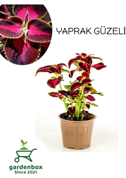 Yaprak Güzeli Kolyos Çiçeği Saksılı 15-25CM