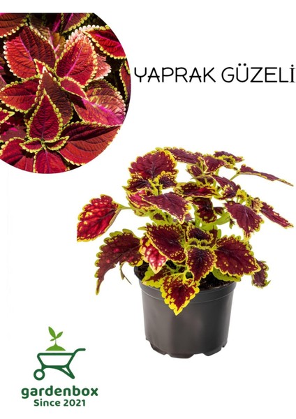 Çilli Yaprak Güzeli Çiçeği 1 Adet Kolyos 10-20CM