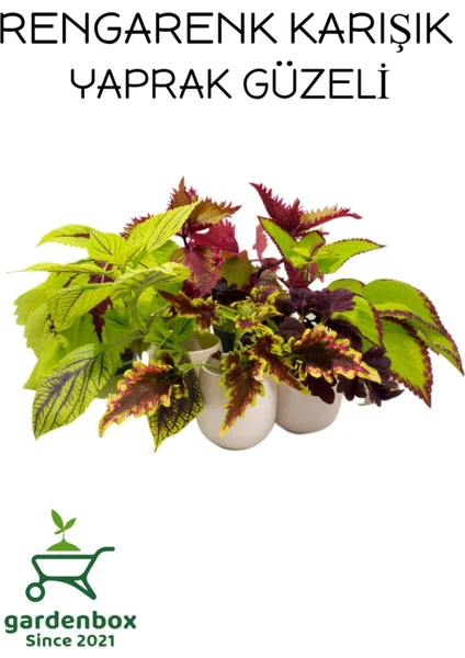 Garden Box Nadir Tür Yaprak Güzeli Çiçeği 10 Adet Kolyos  (Coleus)