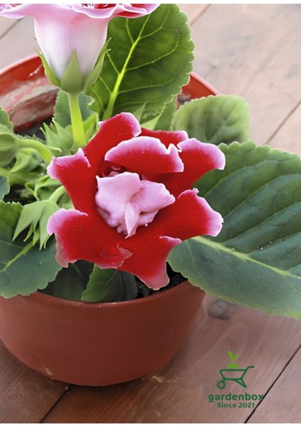 Kırmızı-Beyaz Renk Bardak Menekşesi 1 Adet Saksılı 10-15CM Balkon Çiçeği fiyatları