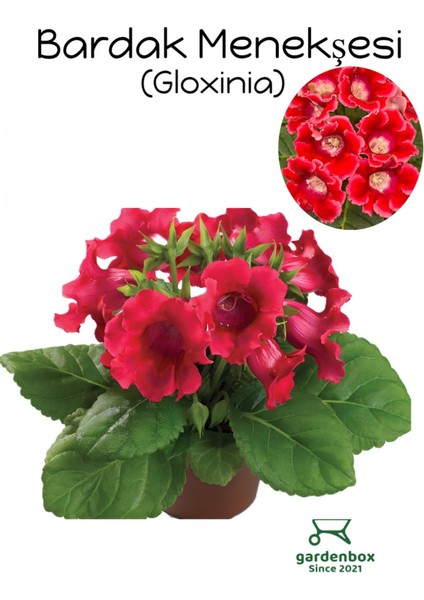 Kırmızı Bardak Menekşesi 1 Adet Saksılı Red Gloxinia