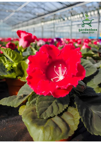 Kırmızı Bardak Menekşesi 1 Adet Saksılı Red Gloxinia