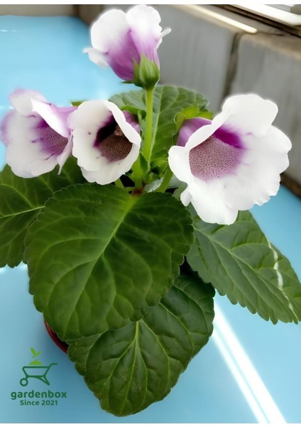 Garden Box Beyaz Ortası Mor Bardak Menkeşsi 1 Adet Saksılı Gloxinia