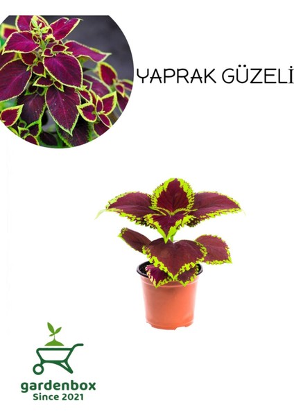 Yaprağı Güzel Kolyos Çiçeği 1 Adet Saksılı 10-20 cm