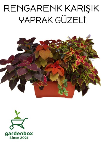 Yaprak Güzeli Çiçeği 4 Adet Kolyos Mix