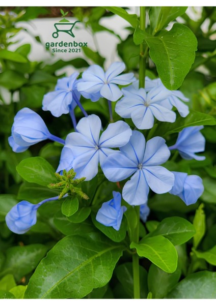 Mavi Yasemin Çiçeği Fidanı 1 Adet Saksılı 30-60CM Sarmaşık Bitki(Plumbago)