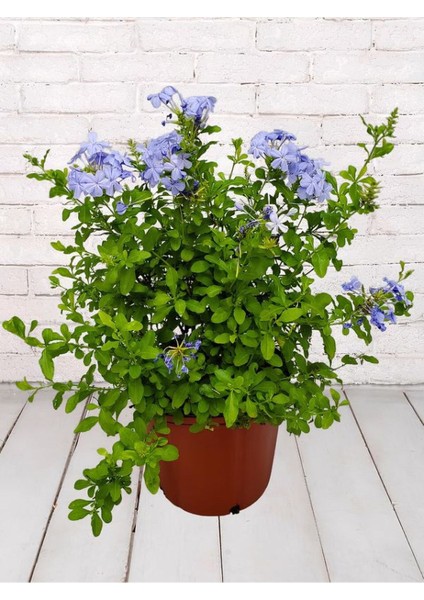 Mavi Yasemin Çiçeği Fidanı 1 Adet Saksılı 30-60CM Sarmaşık Bitki(Plumbago)