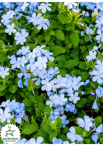 Sarmaşık Mavi Yasemin Çiçeği Fidanı 30-60CM (Plumbago)