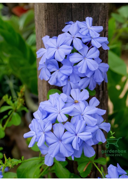 Sarmaşık Mavi Yasemin Çiçeği Fidanı 30-60CM (Plumbago)