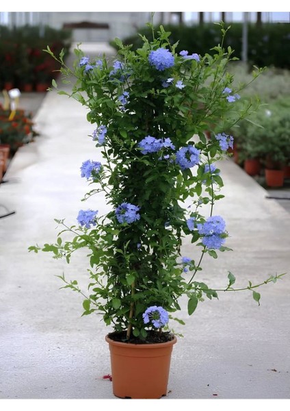 Sarmaşık Mavi Yasemin Çiçeği Fidanı 30-60CM (Plumbago)
