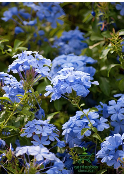 Sarmaşık Mavi Yasemin Çiçeği Fidanı 40-60CM (Plumbago)