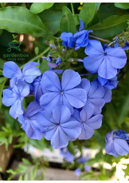 Sarmaşık Mavi Yasemin Çiçeği Fidanı 40-60CM (Plumbago)