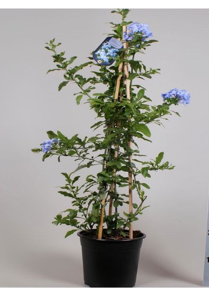 Sarmaşık Mavi Yasemin Çiçeği Fidanı 40-60CM (Plumbago)