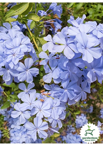 Mavi Sarılıcı Yasemin Çiçeği Saksılı 1 Adet 30-60CM (Blue Jasmine)