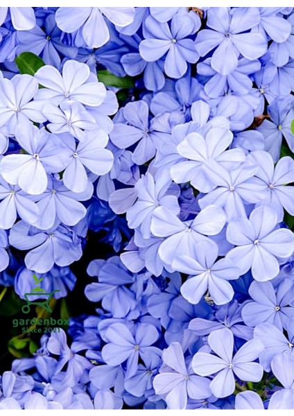 Mavi Sarılıcı Yasemin Çiçeği Saksılı 1 Adet 30-60CM (Blue Jasmine)