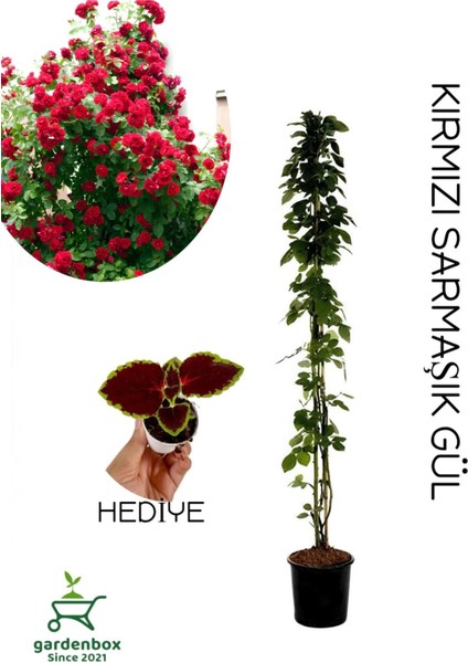 Kırmızı Sarmaşık Gül Fidanı Saksılı Tüplü 60-80CM+YAPRAK Güzeli