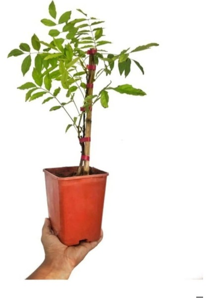 Sarmaşık Mor Salkım Ağacı Fidanı 1 Adet Saksılı 40-60CM+YEŞIM Para Çiçeği