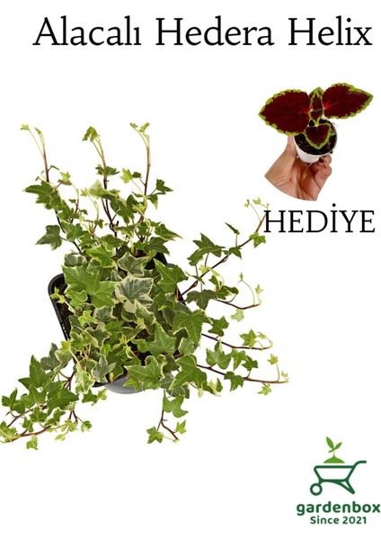 Garden Box Alacalı Hedera Helix Sarmaşığı 1 Adet Saksılı 30-40CM+YAPRAK Güzeli Çiçeği