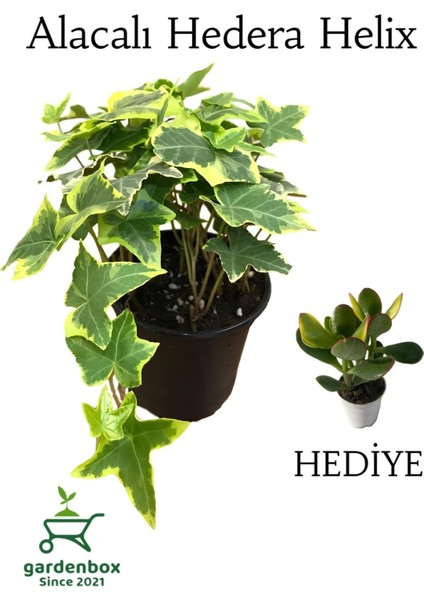 Garden Box Alacalı Hedera Helix Duvar Ağaç Sarmaşığı 1 Adet Saksılı 20-40CM+PARA Yeşim Çiçeği