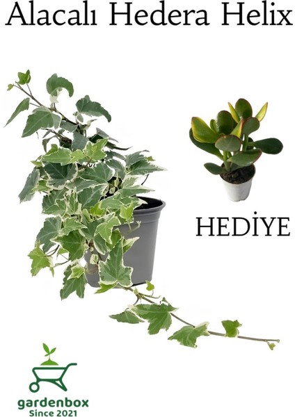 Beyaz Alacalı Hedera Helix Sarmaşığı 1ADET Saksılı 25-40CM +Yeşim Para Çiçeği