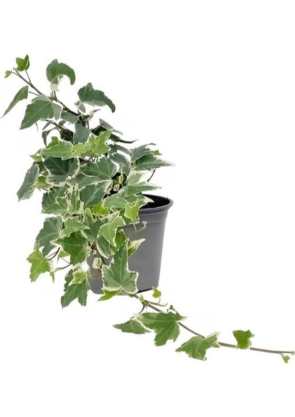 Beyaz Alacalı Hedera Helix Sarmaşığı 1ADET Saksılı 25-40CM +Yeşim Para Çiçeği fiyatları