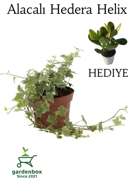 Alacalı Hedera Helix Duvar Ağaç Sarmaşığı 1 Adet Saksılı 30-40CM+PARA Yeşim Çiçeği