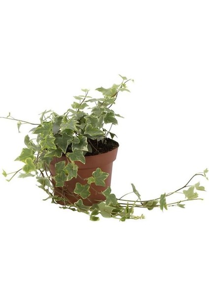 Alacalı Hedera Helix Duvar Ağaç Sarmaşığı 1 Adet Saksılı 30-40CM+PARA Yeşim Çiçeği