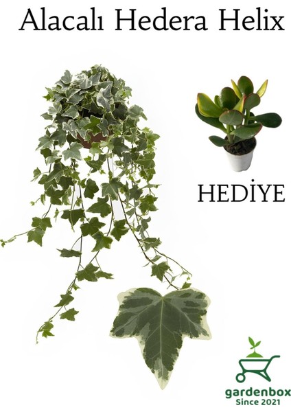 Hedera Helix Ağaç Duvar Sarmaşığı 1 Adet Saksılı 30-50CM+YEŞIM Para Çiçeği