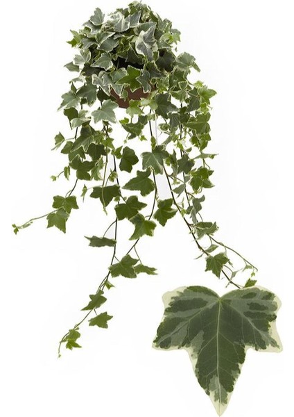 Hedera Helix Ağaç Duvar Sarmaşığı 1 Adet Saksılı 30-50CM+YEŞIM Para Çiçeği