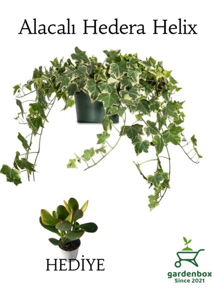 Beyaz Alacalı Hedera Helix Sarmaşığı 1ADET Saksılı 30-50CM+YEŞIM Para Çiçeği