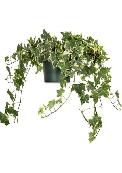 Beyaz Alacalı Hedera Helix Sarmaşığı 1ADET Saksılı 30-50CM+YEŞIM Para Çiçeği fiyatları
