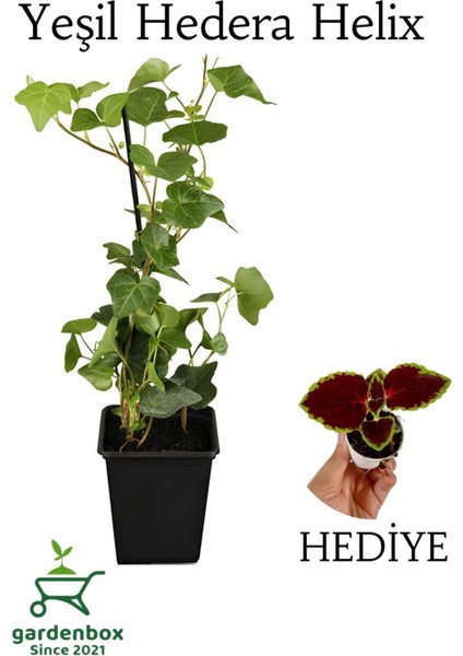 Garden Box Hedera Helix Duvar Sarmaşığı 1 Adet Saksılı 30-50CM+YAPRAK Güzeli