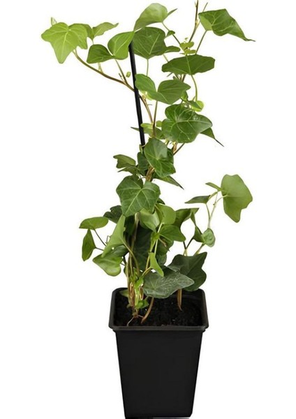 Garden Box Hedera Helix Duvar Sarmaşığı 1 Adet Saksılı 30-50CM+YAPRAK Güzeli