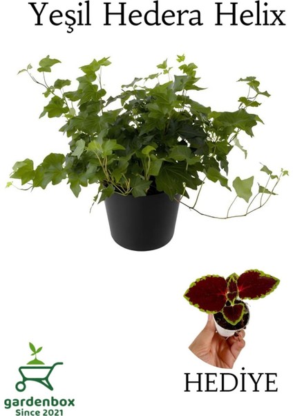 Hedera Helix Ağaç Sarmaşığı 1 Adet Saksılı 30-50CM+YAPRAK Güzeli