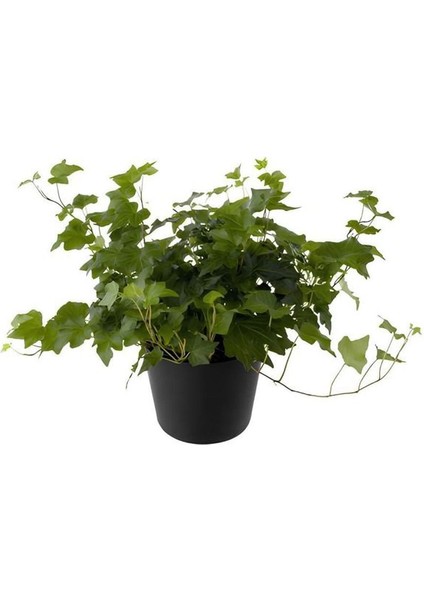 Hedera Helix Ağaç Sarmaşığı 1 Adet Saksılı 30-50CM+YAPRAK Güzeli fiyatları