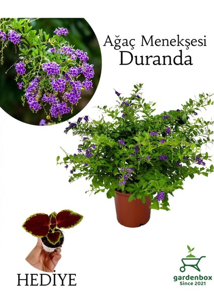 Mor Ağaç Menekşesi Çiçeği 1 Adet Saksılı 30-60CM+YAPRAK Güzeli