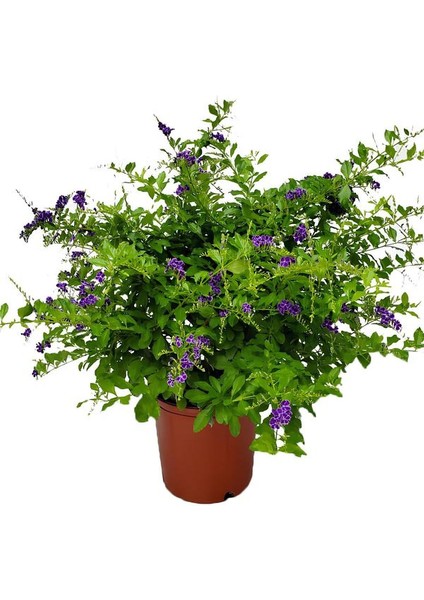 Mor Ağaç Menekşesi Çiçeği 1 Adet Saksılı 30-60CM+YAPRAK Güzeli