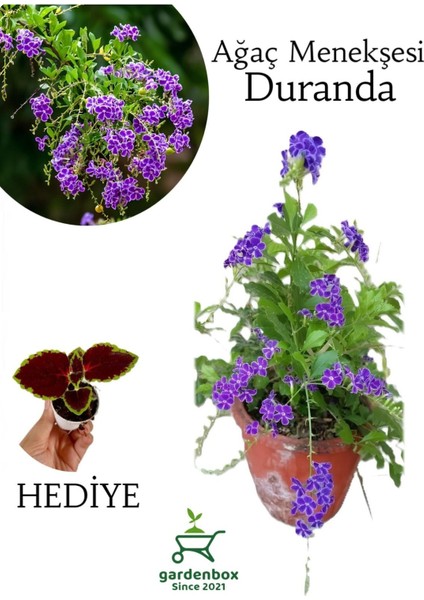 Duranda Ağaç Menekşesi Çiçeği 1 Adet Saksılı 30-60CM+YAPRAK Güzeli