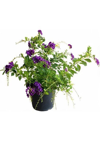 Garden Box Duranda Mor Ağaç Menekşesi 1 Adet Saksılı 30-60CM (Duranta Erecta)