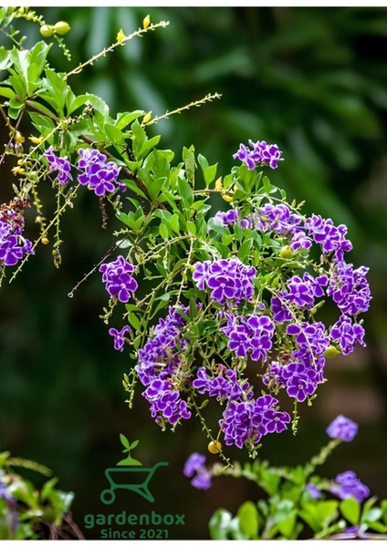 Garden Box Duranda Mor Ağaç Menekşesi 1 Adet Saksılı 30-60CM (Duranta Erecta)