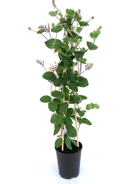 Kokulu Hanımeli Çiçeği 50-70CM 1 Adet Saksılı+Yaprak Güzeli Çiçeği
