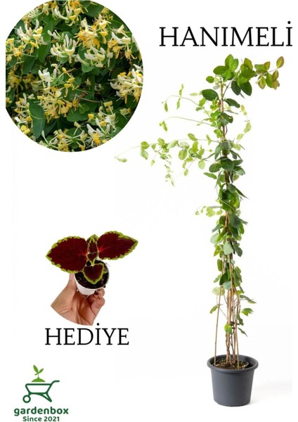 Hanımeli Çiçeği Kokulu 60-70CM 1 Adet Saksılı+Yaprak Güzeli Çiçeği