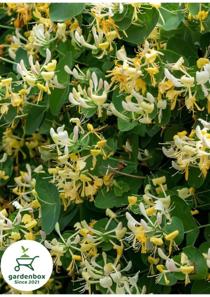 Hanımeli Çiçeği 1 Adet 50-70CM Sakıslı Sarmaşık Bitki (Lonicera Periclymenum)