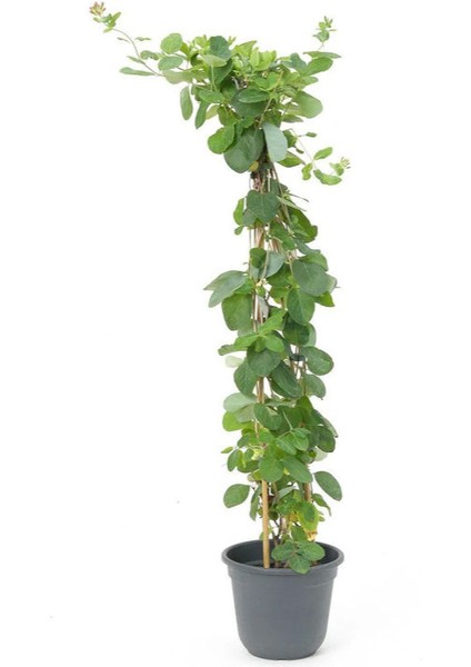 Garden Box Kokulu Hanımeli Çiçeği 1 Adet 50-70CM Sakıslı Sarmaşık Bitki (Lonicera Periclymenum)