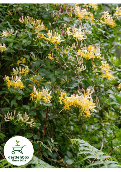 Hanımeli Çiçeği 1 Adet 50-70CM Sakıslı Dış Mekan (Lonicera Periclymenum)
