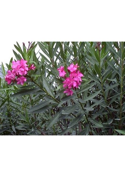 Zakkum [nerium Oleander] 130-160 cm