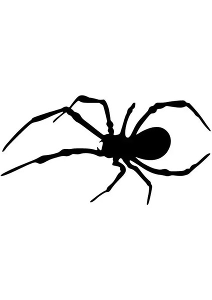 Örümcek Sticker-Miyrem Duvar Dekor Sticker-Miyrem 40 x 20 cm