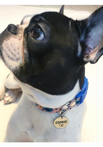 Isimli Köpek Tasması, Yavru ve Küçük Irklar Için Köpek Tasması,köpek Künyesi,köpek Isimlik, Köpek Madalyon