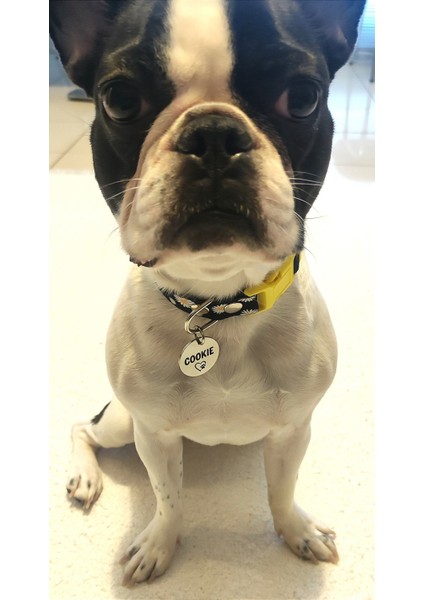 Isimli Köpek Tasması, Yavru ve Küçük Irklar Için Köpek Tasması,köpek Künyesi,köpek Isimlik, Köpek Madalyon